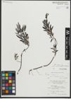 Foto von Salix repens subsp. rosmarinifolia (L.) Andersson